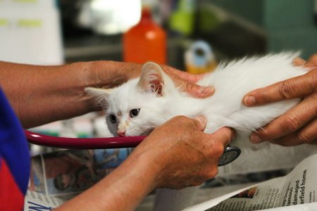 Veterinary Equipment